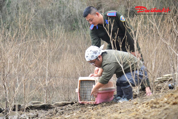 Tái thả 32 động vật hoang dã về môi trường tự nhiên