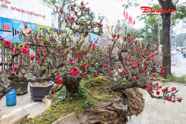 Chiêm ngưỡng cặp đào Thất Thốn leo gỗ hoàng đàn trị giá hàng trăm triệu đồng dịp cận Tết