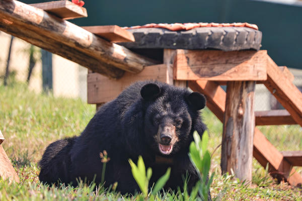 Bên trong khu cứu hộ gấu tại Vườn quốc gia Bạch Mã