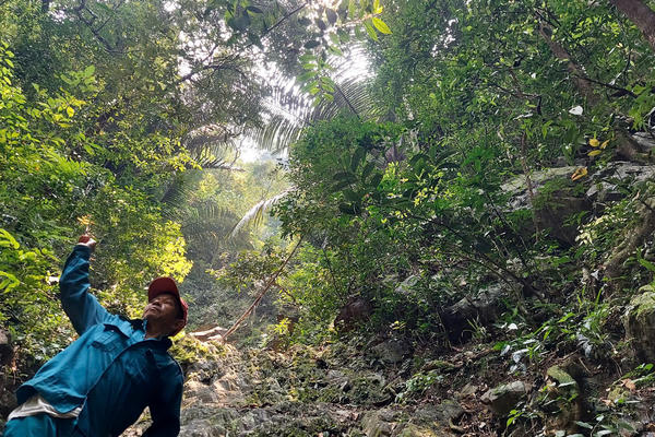 Quần thể mai vàng cổ thụ giữa rừng già 