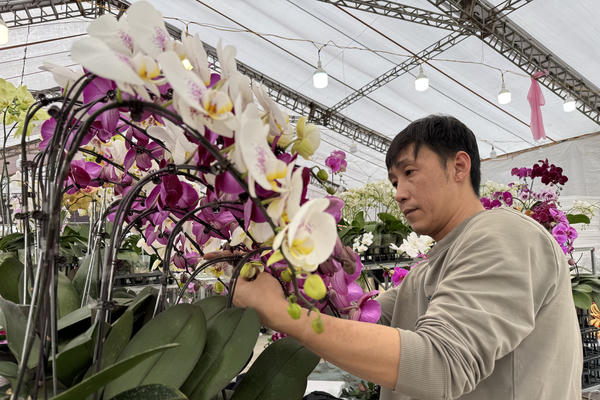 Nghề cắm hoa lan Tết kiếm tiền triệu mỗi ngày