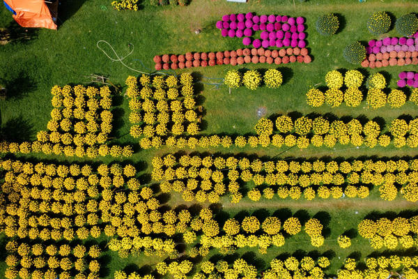 Sắc xuân ngập tràn trên vùng đất cố đô Huế