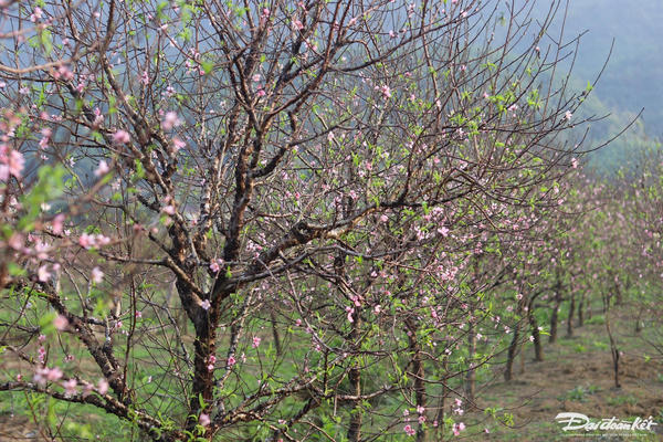 Thời tiết ngày 29 Tết: Bắc bộ sáng sớm có sương mù, Nam bộ ít mưa Thời tiết ngày 29 Tết: Bắc bộ sáng sớm có sương mù, Nam bộ ít mưa