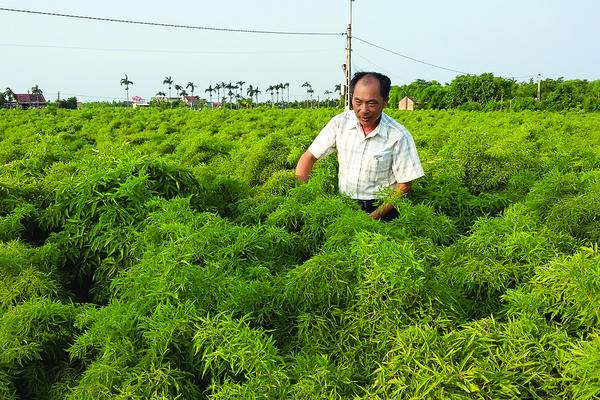 Ruộng đồng vào xuân