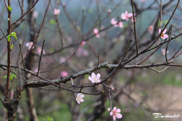 Thời tiết ngày mùng 5 Tết: Bắc Bộ có mưa nhỏ, Nam Bộ nắng nóng