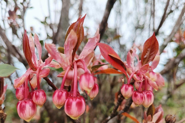 Hoa đỗ quyên khoe sắc trên núi Bạch Mã