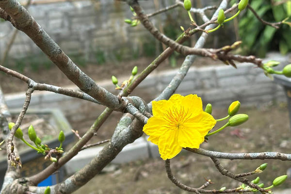 Thời tiết mùng 4 Tết: Bắc Bộ sương mù rải rác, Nam Bộ tiếp tục nắng nóng