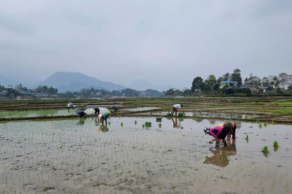 Thái Nguyên: Nông dân kỳ vọng một năm mới bội thu