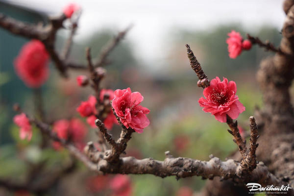 Trước mùa Xuân mới