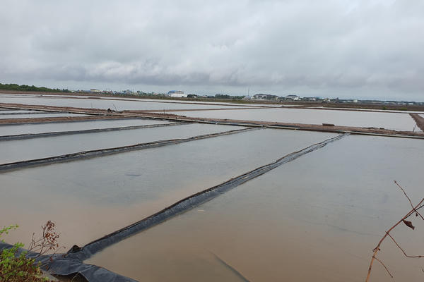 Mưa trái mùa kéo dài làm thiệt hại hàng trăm ha muối ở Cà Mau