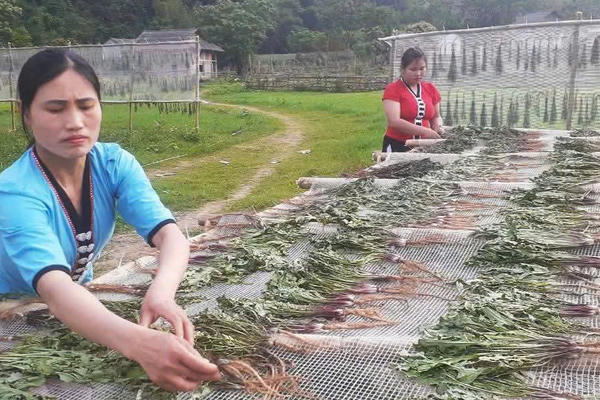 Xây dựng thương hiệu cho dược liệu Việt