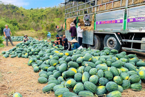 Gia Lai: Tìm giải pháp tiêu thụ dưa hấu
