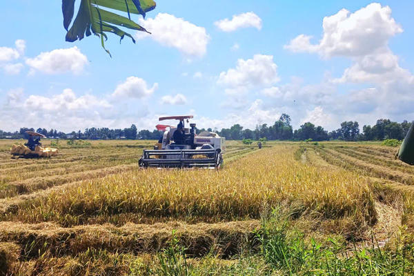 Đánh thức tiềm năng lúa phát thải thấp