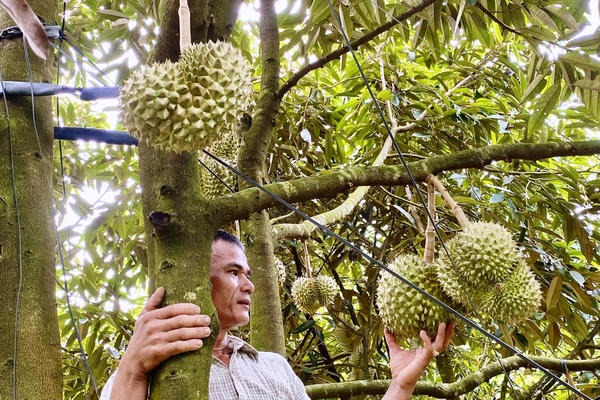 Khi sầu riêng thành niềm vui chung giữa đại ngàn