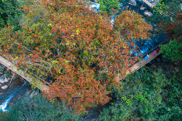 Vẻ đẹp hoa Vàng Anh thu hút du khách tại suối Moọc