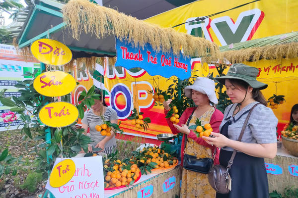 Vĩnh Long mở rộng vùng trồng đặc sản thanh trà ngọt