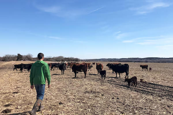 Ngành chăn nuôi Mỹ chịu sức ép sau vụ cháy rừng tại Nebraska