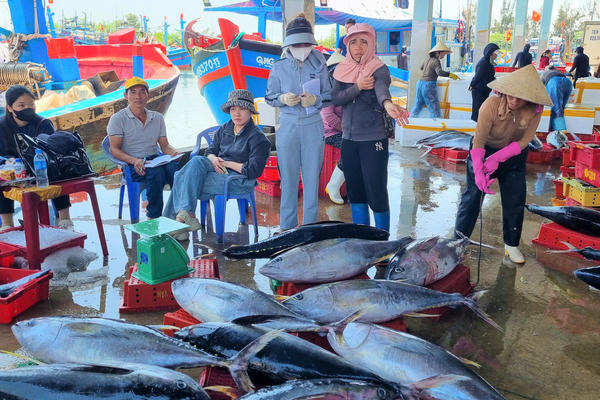 Những khoang thuyền đầy cá giữa “sóng gió” chi phí