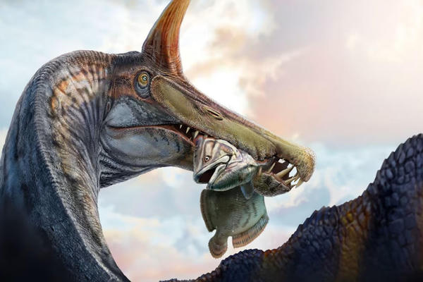 Phát hiện loài hóa thạch loài khủng long săn cá khổng lồ Phát hiện loài hóa thạch loài khủng long săn cá khổng lồ