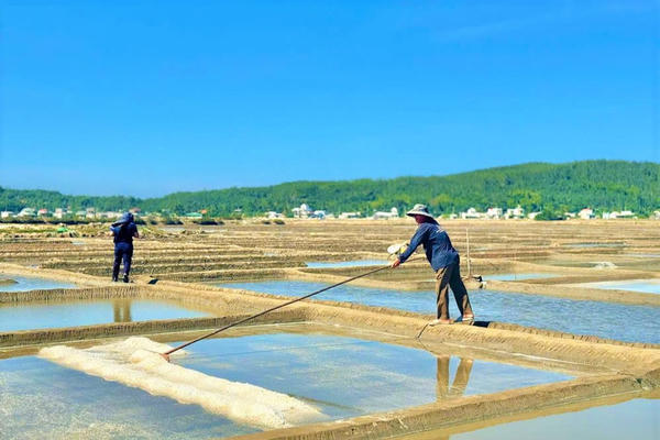 Được giá muối, diêm dân phấn khởi