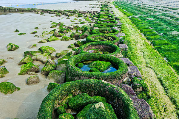 Mê mẩn trước cảnh rêu xanh phủ kín bờ kè biển Hà Tĩnh