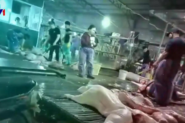 Toàn bộ trường học tại Hà Nội rà soát nguồn gốc thực phẩm sau vụ 300 tấn thịt lợn bẩn