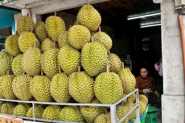 Sầu riêng Đồng Tháp lao dốc, nhà vườn thấp thỏm neo trái chờ giá