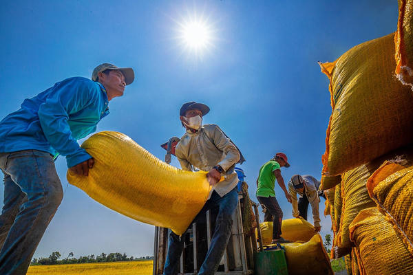 Tái cấu trúc chuỗi giá trị, “nâng giá” hạt gạo Việt