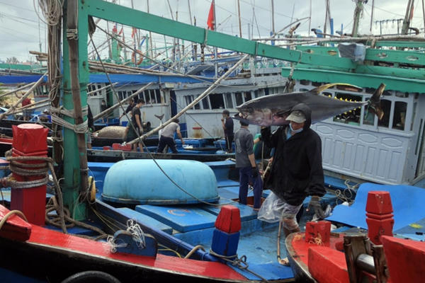 Truy xuất nguồn gốc thủy sản điện tử mới đạt 24,5%