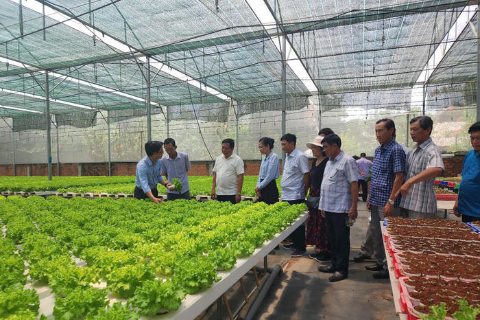 Hợp tác xã kiểu mới: “Cú hích” cho nông nghiệp đô thị TP Hồ Chí Minh - Bài 2: Những hợp tác xã kiểu mới ở TP Hồ Chí Minh: Bài học từ thực tiễn