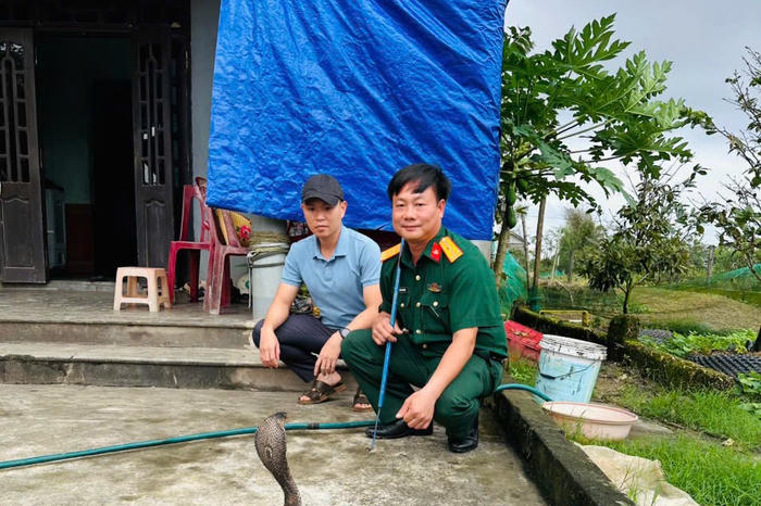 Hơn 670 con rắn hổ mang ‘lậu’ phát hiện ở Quảng Trị hiện được chăm sóc ở đâu?