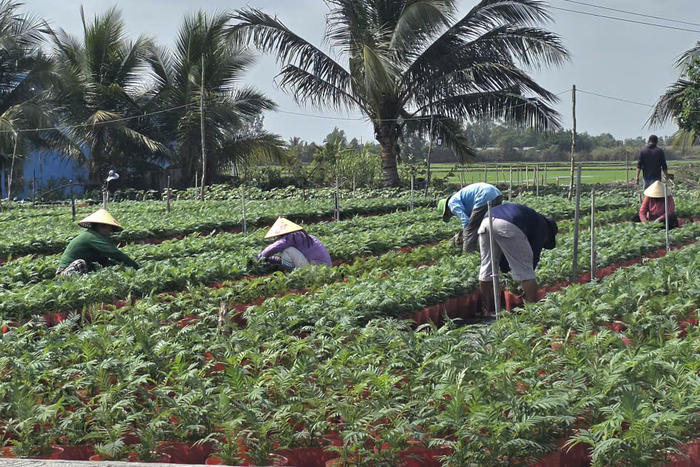 Các nhà vườn tất bật chuẩn bị hoa màu phục vụ Tết