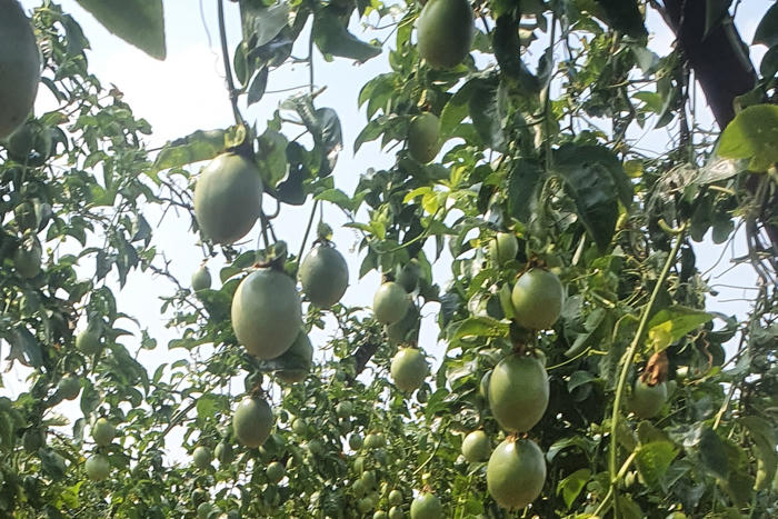 Đề xuất nâng mức hỗ trợ phí bảo hiểm nông nghiệp: “Lá chắn” mới cho nhà nông Đề xuất nâng mức hỗ trợ phí bảo hiểm nông nghiệp: “Lá chắn” mới cho nhà nông