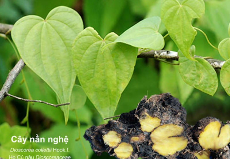 Nần nghệ: Hành trình tái sinh từ kinh nghiệm dân gian đến nghiên cứu y học chuyên sâu