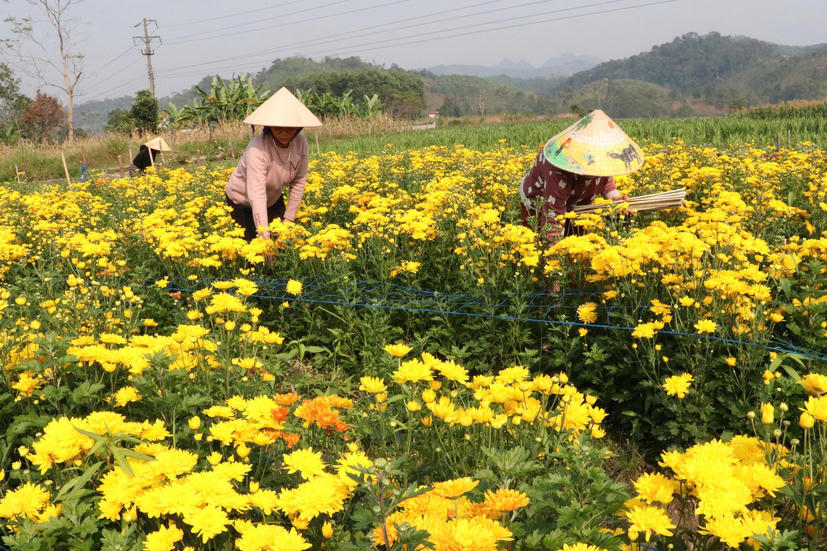 Vùng cao Tuyên Quang: Bếp lửa đang ấm lại