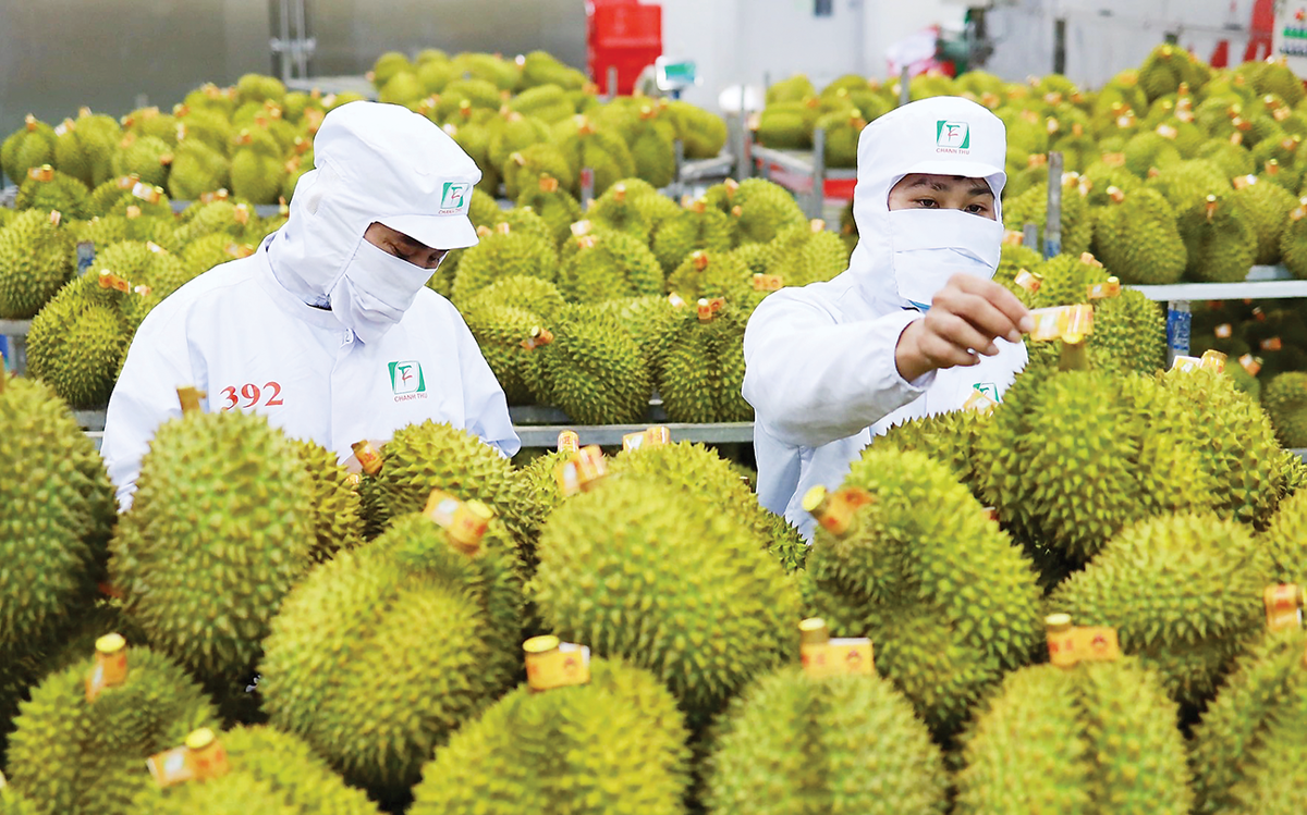 Nút thắt được tháo gỡ, xuất khẩu sầu riêng thông suốt