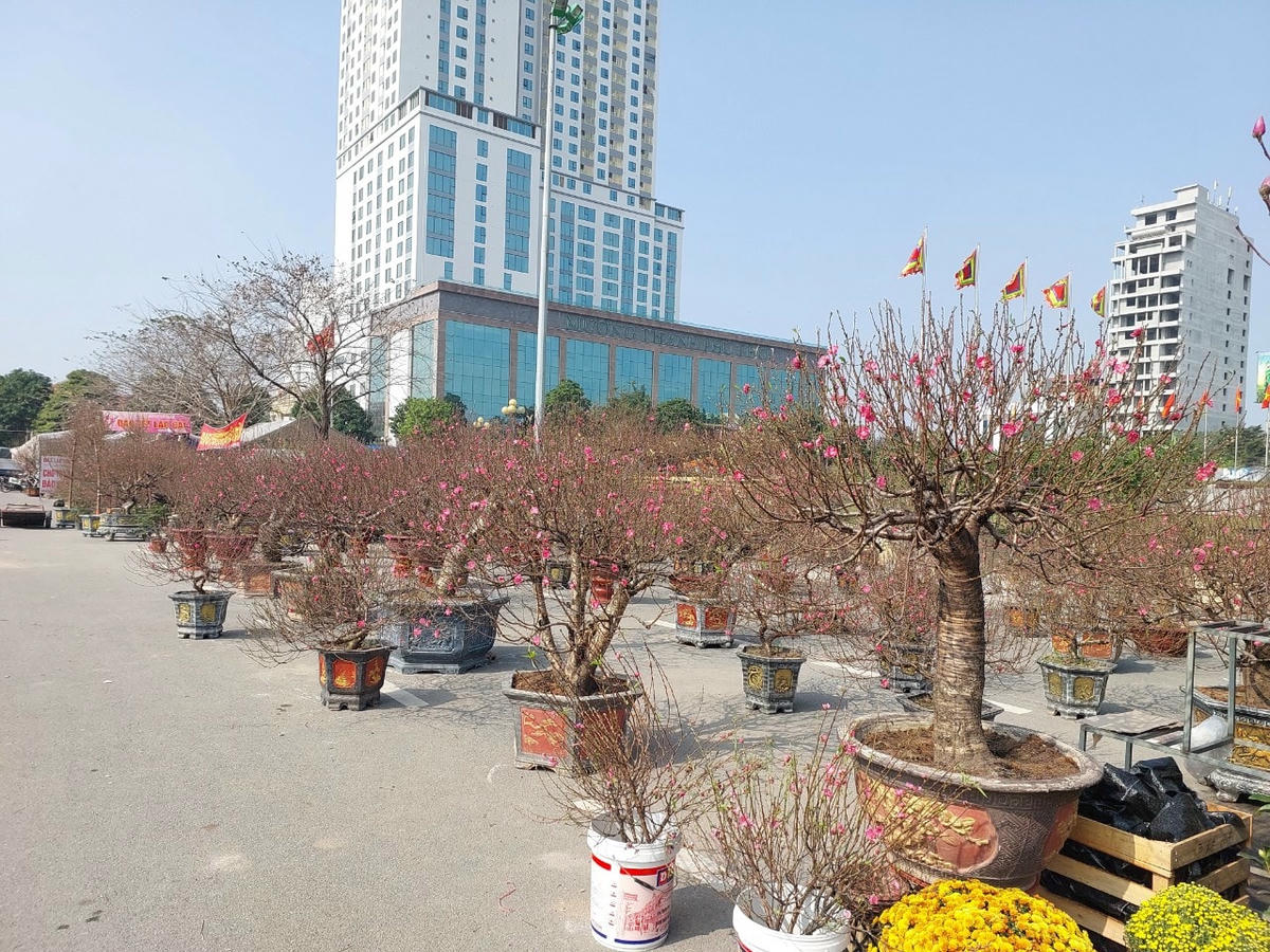 Mặc dù có nhiều loại hoa, cây cảnh như đào...