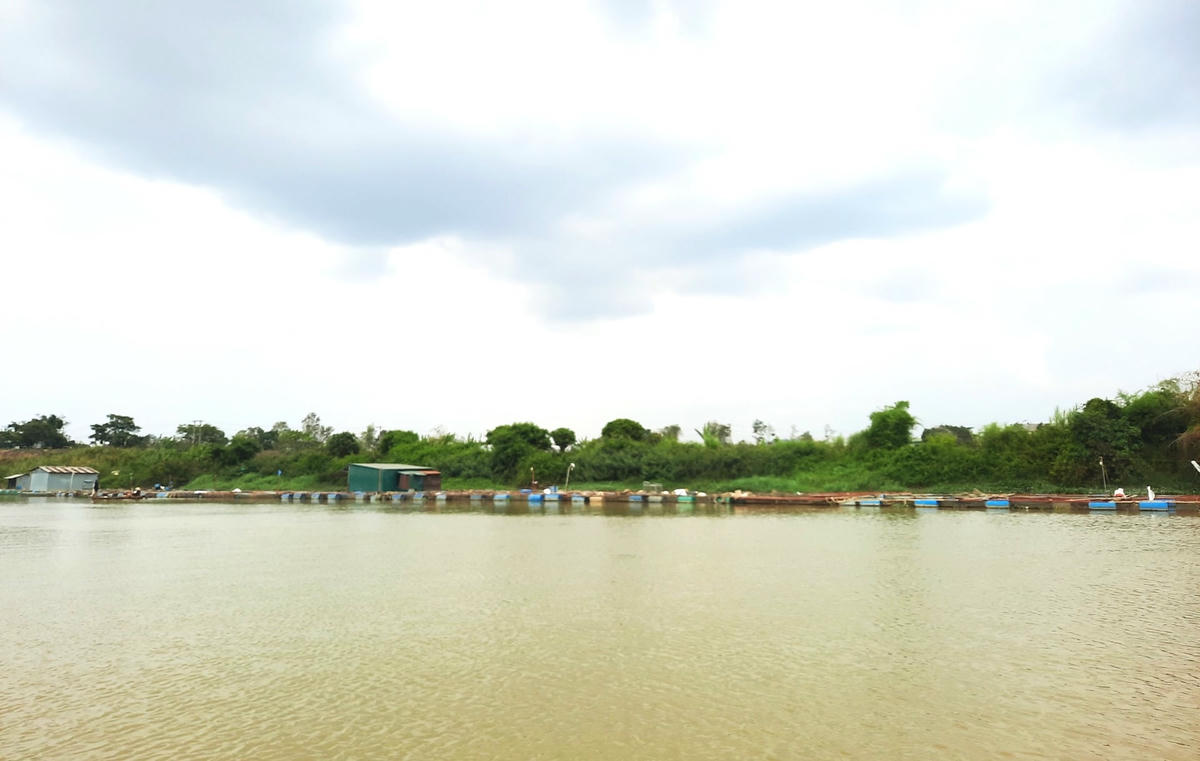 Người dân nuôi cá lồng bè trên dày đặc trên sông Sêrêpốk.