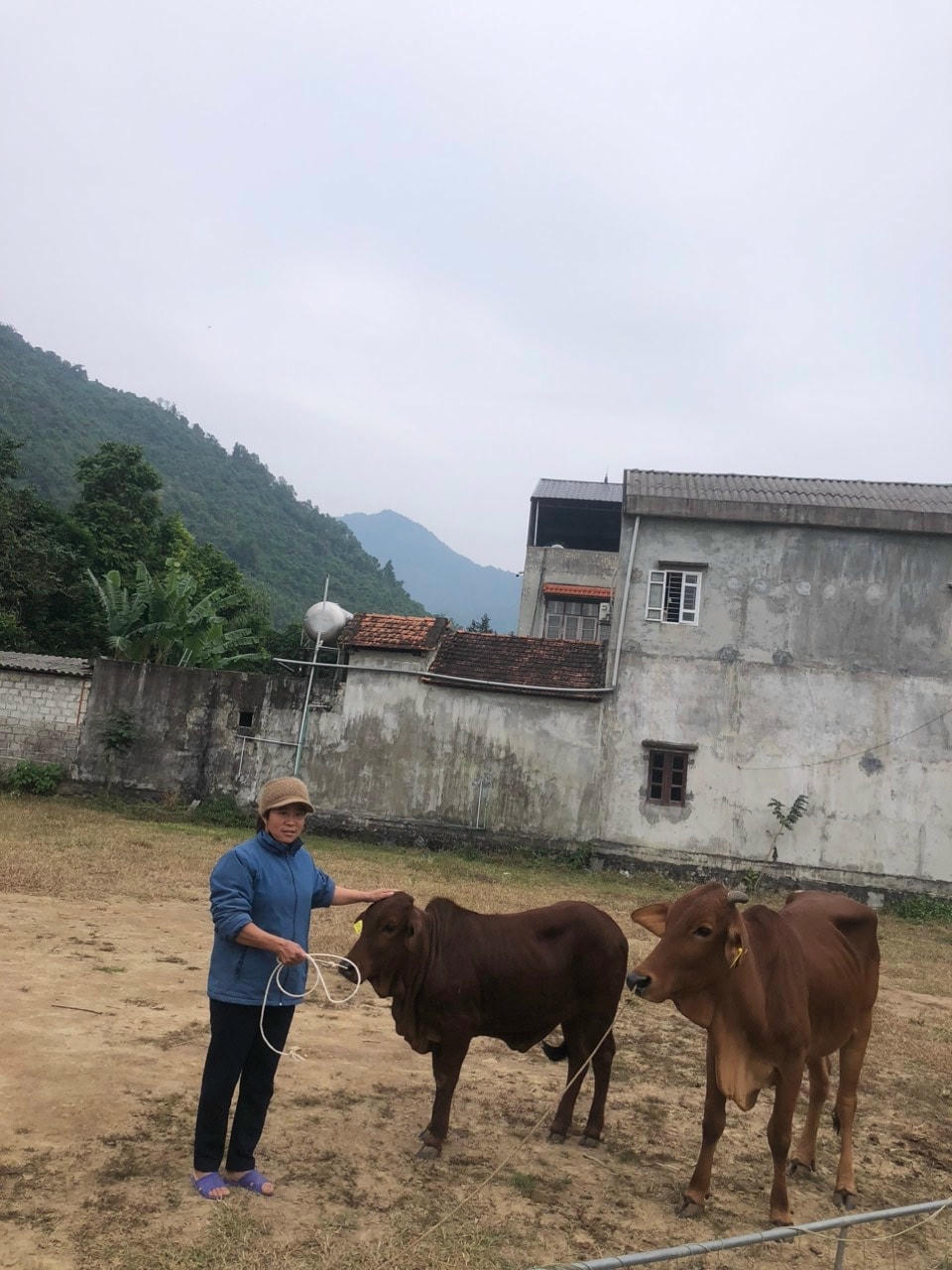 Cặp bò sinh sản khỏe mạnh được trao cho hộ gia đình ông Ma Văn Tuân, dân tộc Tày thôn Đồng Chùa, xã Hợp Hòa ngày 1512.