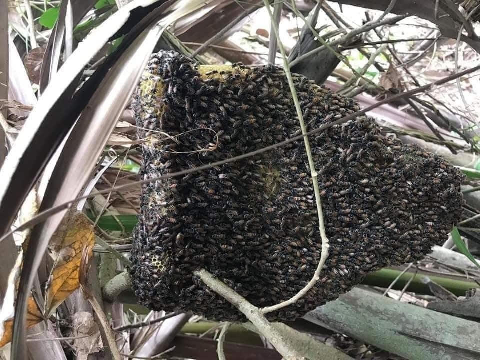 Ảnh 1-Săn mật ong ruồi ở rừng U Minh