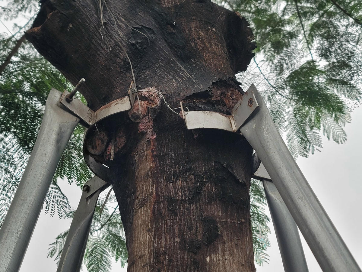 Thân cây lồi lõm, chỗ to chỗ nhỏ ngay chỗ