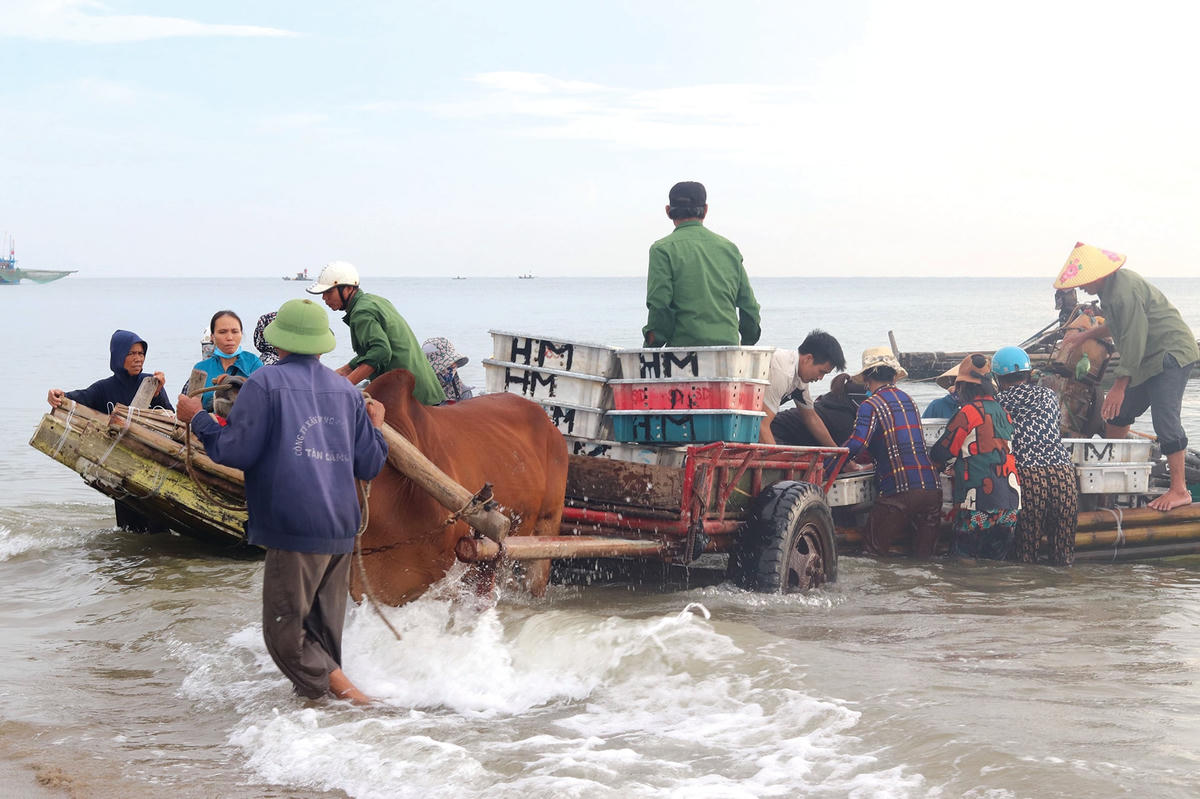 Chuyến xe chở đầy sản vật của biển cả.  