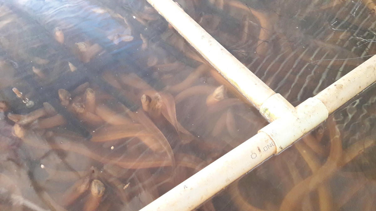 Mô hình nuôi lươn theo hình thức công nghiệp gần đây được nhiều nông dân áp dụng, tùy theo khả năng tài chính mà quy mô triển khai mô hình cũng khác nhau. Ảnh: Nguyên Du