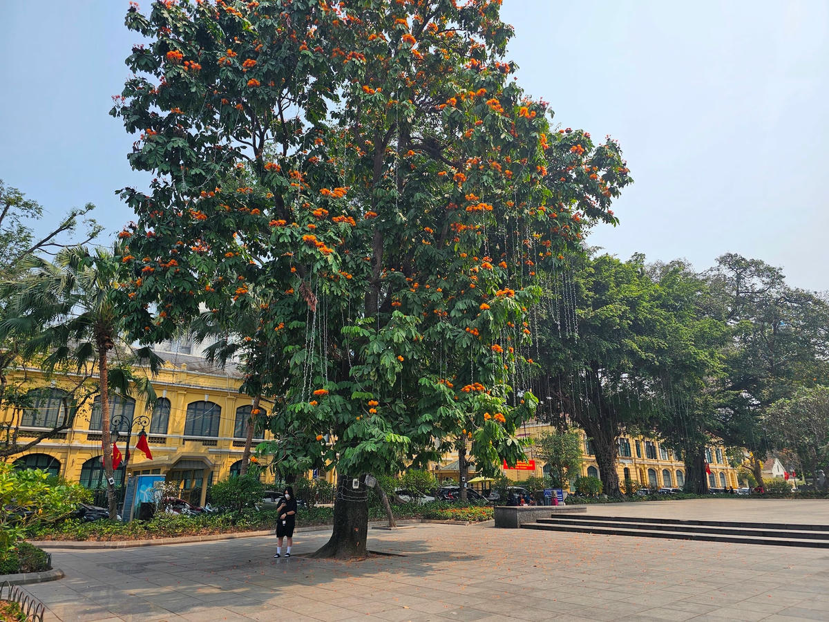 Theo phương án thiết kế cải tạo, nâng cấp vườn hoa Lý Thái Tổ sẽ phải chặt hạ và dịch chuyển 25 cây xanh, do các cây xanh này nằm trên đường dạo và trên hệ thống nhạc nước của dự án. Ảnh: Quốc Thanh.
