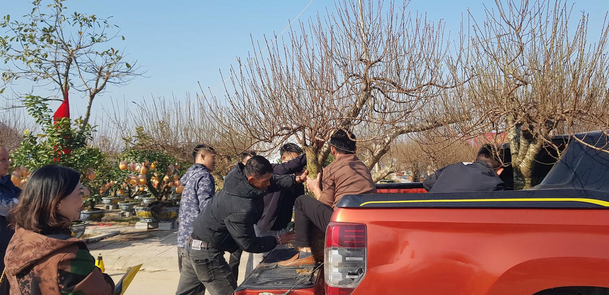 Nhiều du khách không chỉ đến thăm quan mà tìm mua được cây đào ưng ý để trưng bày trong những ngày Tết cổ truyền sắp tới. Ảnh: Nguyễn Chung.