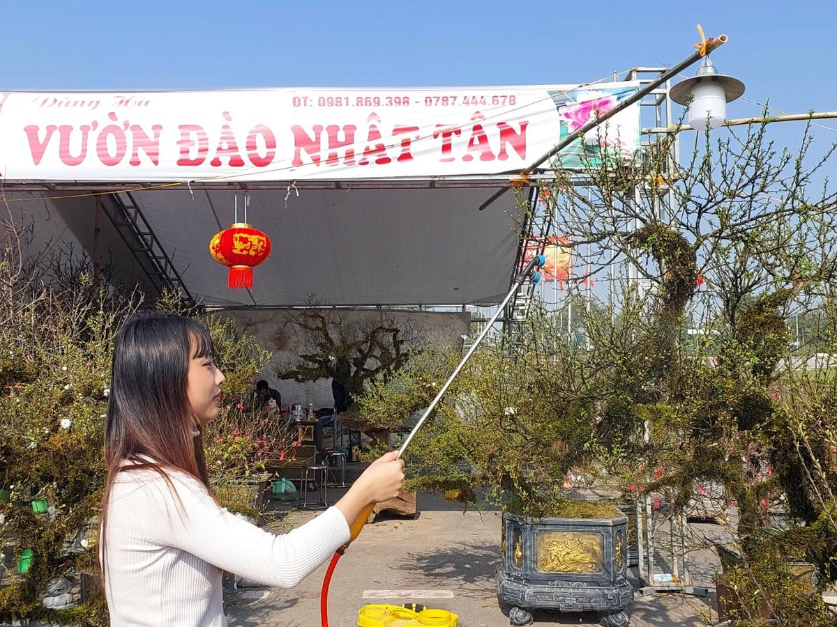 Giá thuê mỗi khu đất ở đây từ 10 triệu đồng trở lên. Theo chị Phương, một người kinh doanh cây cảnh ở đây, năm nay dù giá rẻ hơn mọi năm rất nhiều nhưng lượng người mua rất ít. 