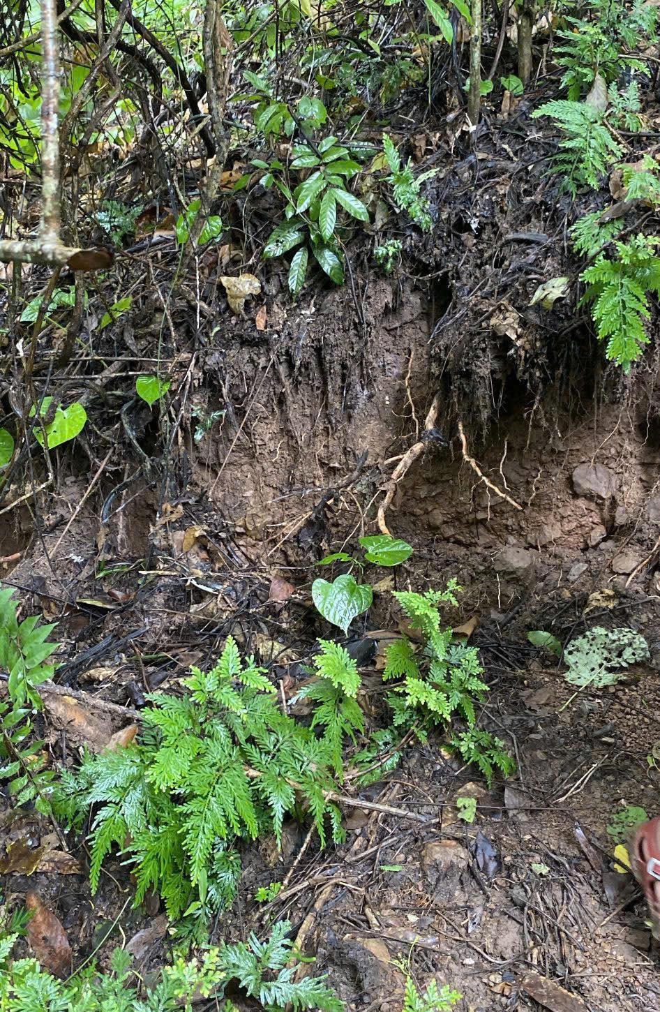 Vết nứt trên núi tại bản Xiềng Trên, xã Mỹ Lý buộc chính quyền phải di dời người dân đến nơi an toàn. Ảnh: X