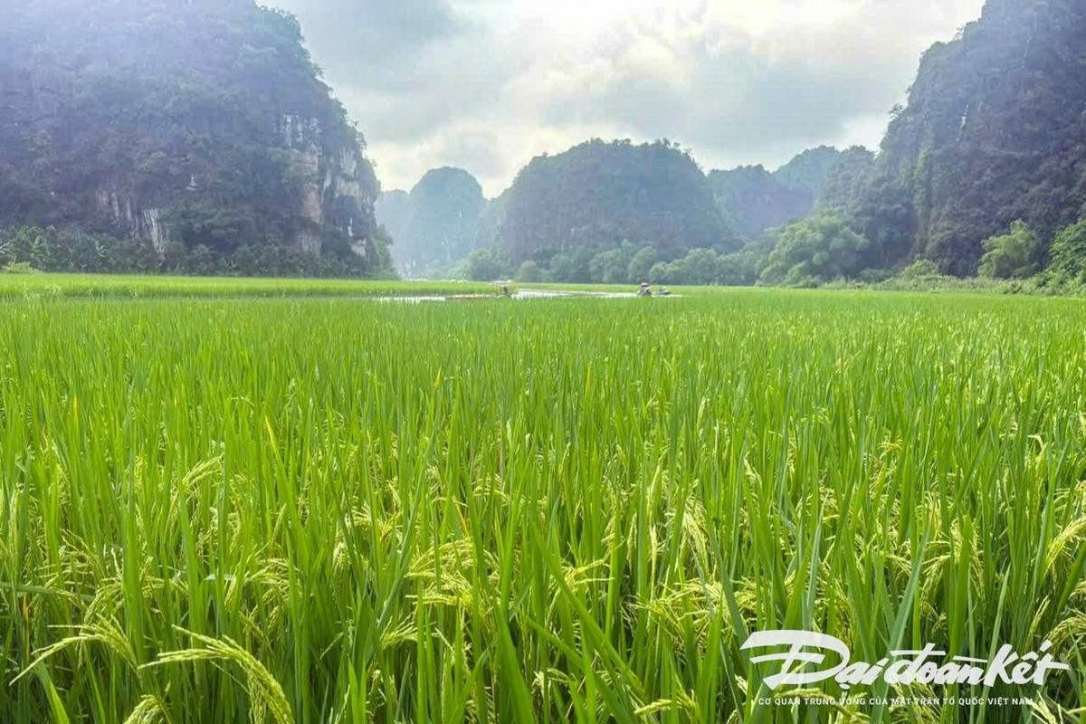 Theo đại diện Ban quản lý khu du lịch Tam Cốc - Bích Động, cách đây khoảng 2 tháng, đơn vị đã cử cán bộ chuyên môn phối hợp với người dân cấy lúa để tạo nên bức tranh với chủ đề 'Cá chép vượt vũ môn'. Ảnh: Đình Minh