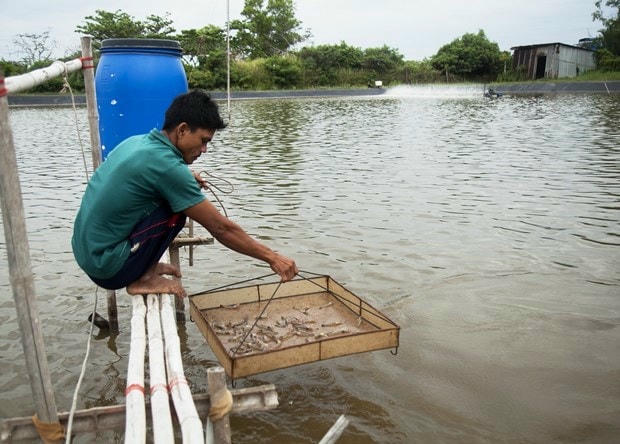 Mô hình nuôi tôm bằng ao lót bạt ở xã Trung Bình, huyện Trần Đề (Sóc Trăng). Ảnh: Hồng Đạt