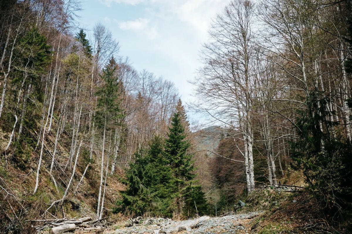 Nhóm nghiên cứu của Tổ chức Bảo tồn Carpathia (FCC) tiến vào rừng để tìm kiếm một số trong số hơn 150 con bò rừng sống thành đàn thả rông ở Romania. Ảnh: The Guardian.